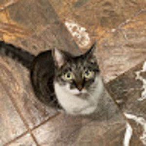 Meet your Posher, Ang